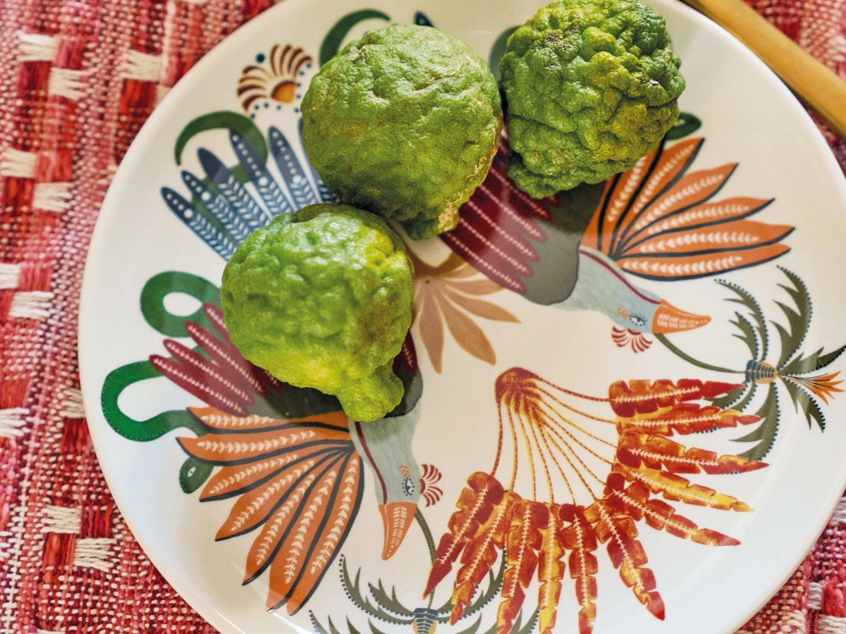 Assiettes plates en céramique motif tropical&nbsp;multicolore