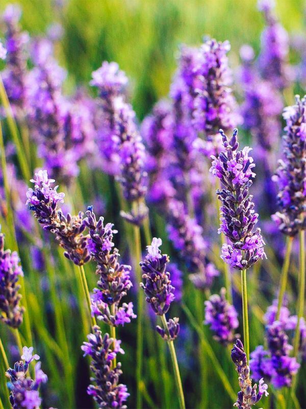 COMMENT PARFUMER SAINEMENT SA&nbsp;MAISON