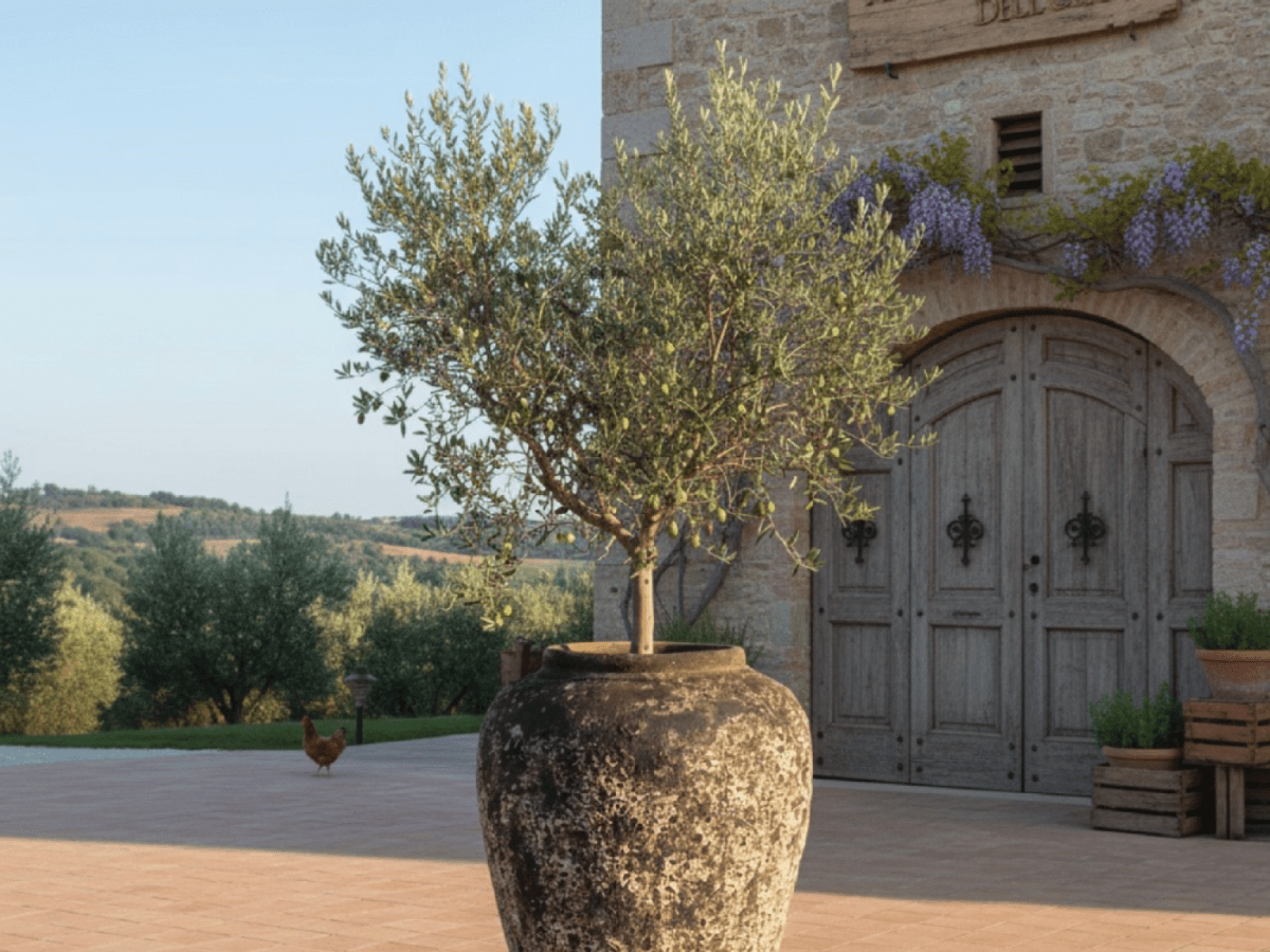 Comment apporter un souffle méditerranéen sur sa terrasse avec un olivier en pot&nbsp;?