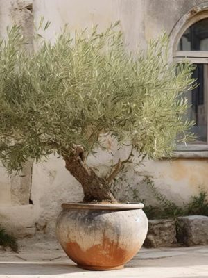 Comment apporter un souffle méditerranéen sur sa terrasse avec un olivier en pot&nbsp;?