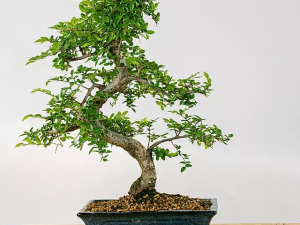 Pourquoi avoir un bonsaï chez soi&nbsp;?