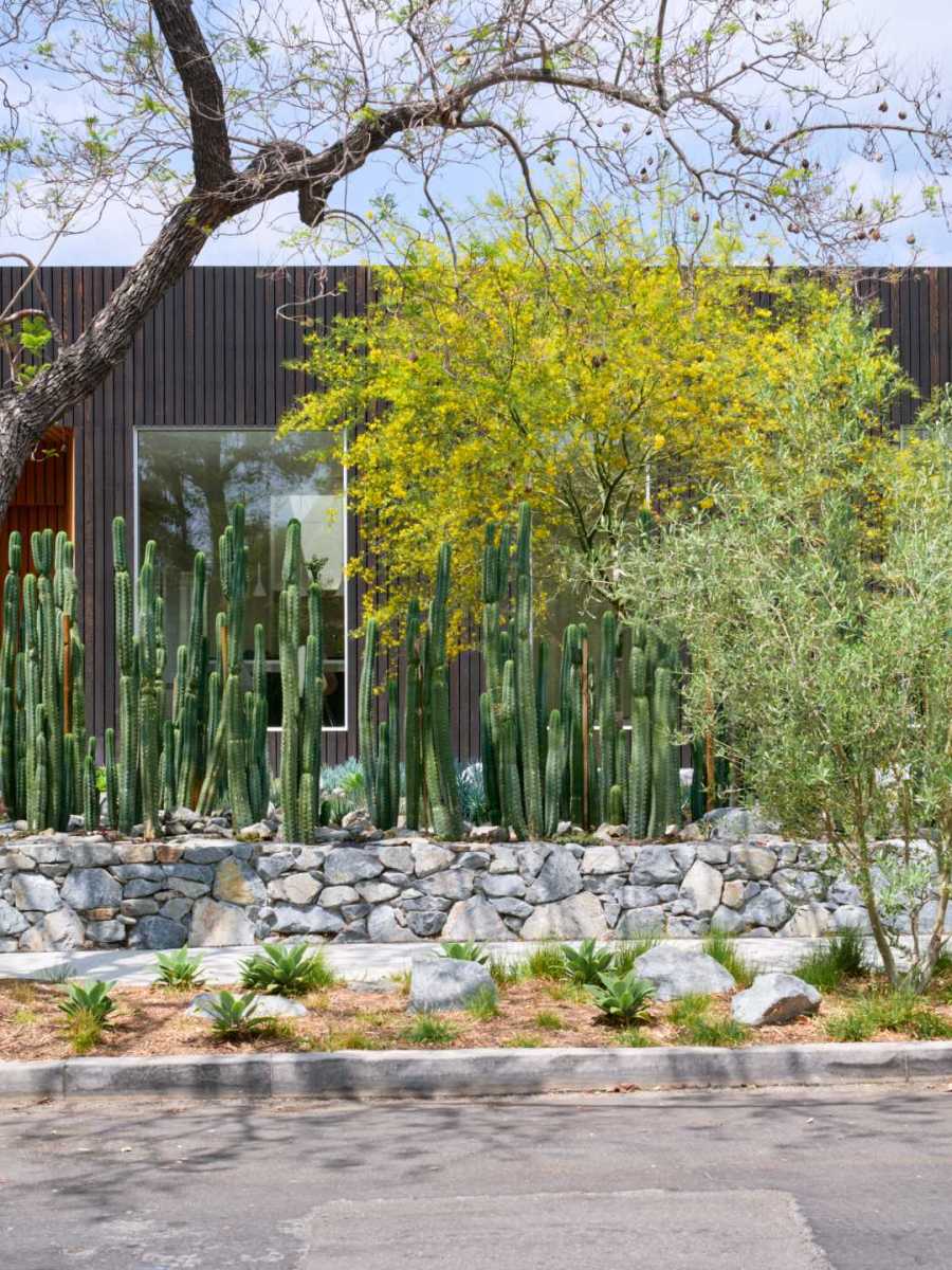 Des cactus ont été utilisés pour préserver l&rsquo;intimité de cette maison à Los&nbsp;Angeles.