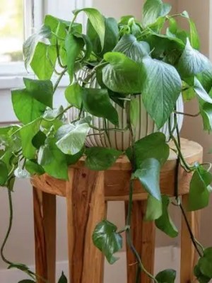 Plantes de cuisine incontournables qui égayeront votre espace en un&nbsp;instant