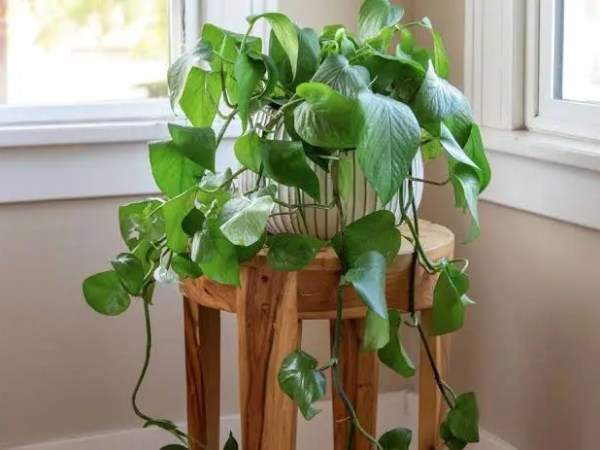 Plantes de cuisine incontournables qui égayeront votre espace en un&nbsp;instant