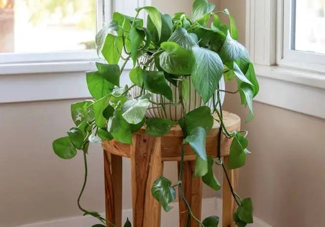 Plantes de cuisine incontournables qui égayeront votre espace en un&nbsp;instant